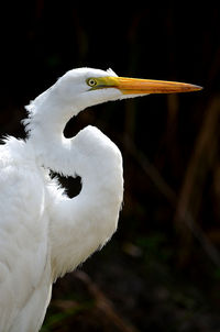 Close-up of bird