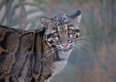 Portrait of clouded leopard