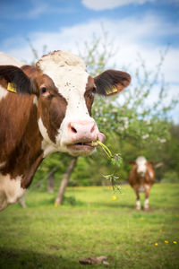 Close-up of cow against sky