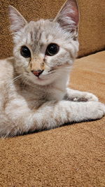 Portrait of cat relaxing on rug