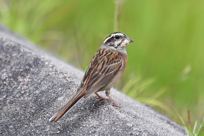 Close-up of bird perching on rock