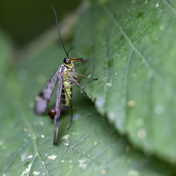 Close-up of insect on leaf