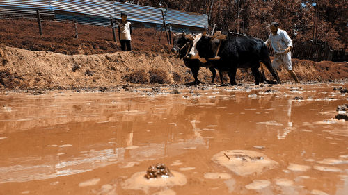 View of horses in puddle