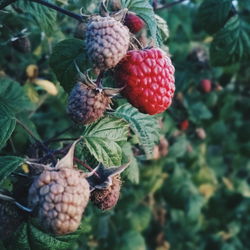 Close-up of fruits on tree