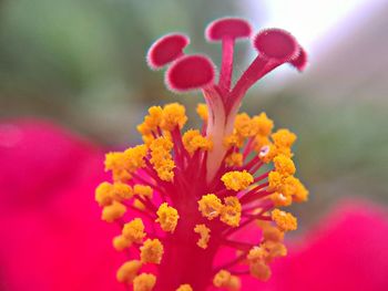 Close-up of fresh pink yellow flowers blooming outdoors