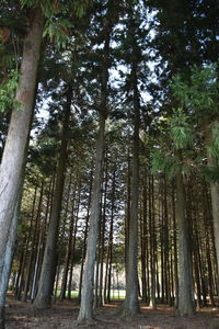 Low angle view of bamboo trees in forest