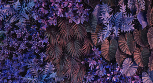 Low angle view of purple flowering plants