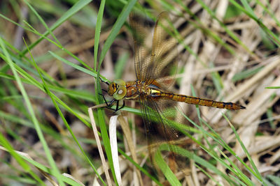 Close-up of dragonfly on grass