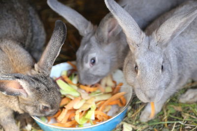Close-up of rabbits eating