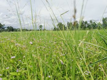 Scenic view of grassy field against sky