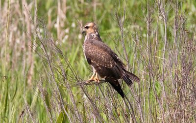 Bird perching on a field