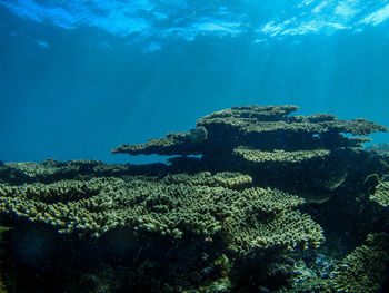 Coral swimming in sea
