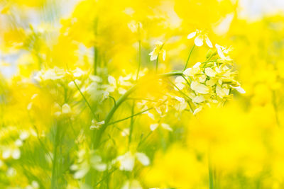 Close-up of yellow flowering plant in field