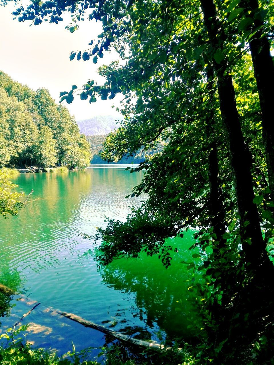 tree, beauty in nature, water, nature, tranquility, tranquil scene, scenics, lake, growth, outdoors, day, no people, reflection, forest, branch, nautical vessel, sky