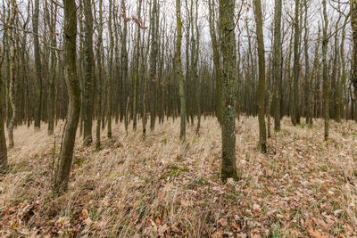 Trees in forest