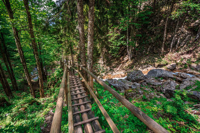 Footpath amidst trees in forest