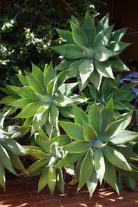 Close-up of fresh green plant