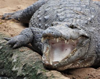 Close-up of a lizard