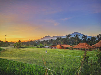 Scenic view of agricultural field against sky during sunset