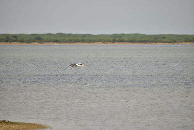 Bird flying over the sea