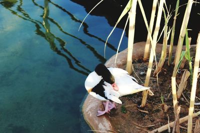 High angle view of duck swimming in lake