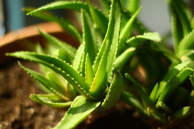 High angle view of potted plant