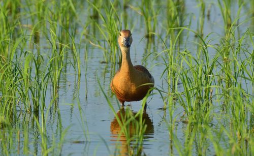 Duck swimming in lake
