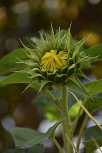 Sunflower buds with yellow in the center and green around