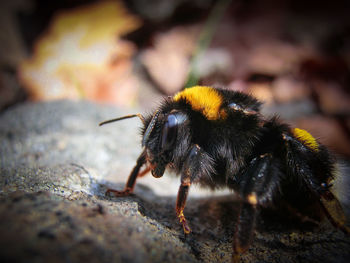 Close-up of bee on rock