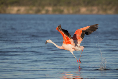 Bird flying over sea