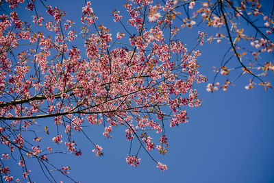 Low angle view of cherry blossom against blue sky