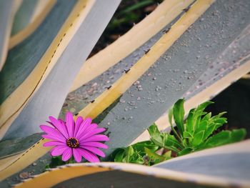 Agave with osteospermum growing amongst its spines. tropical plants. madeira. 