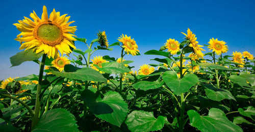 Low angle view of sunflower field against blue sky