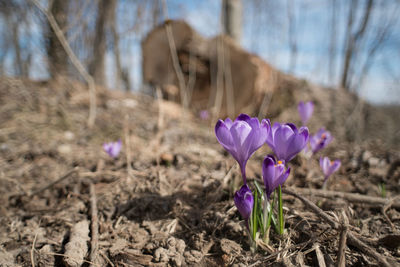 Close-up of purple crocus flowers growing in field