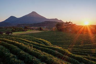 Scenic view of agricultural field against sky during sunrise