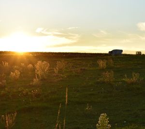 Scenic view of field against sky