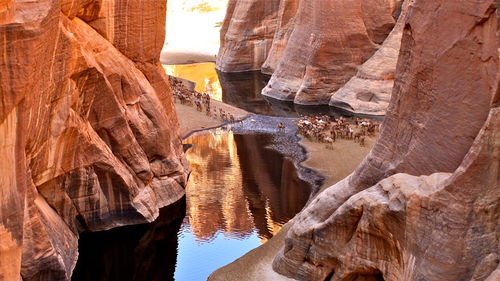 View of cattle crossing river in between  ennedi plateau in chad