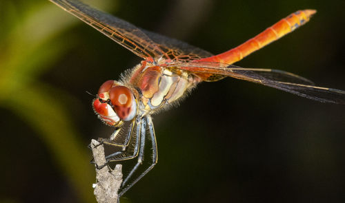 Close-up of insect