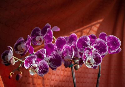 Purple orchid in a orange background.  ptbr orquídea roxa em fundo laranja