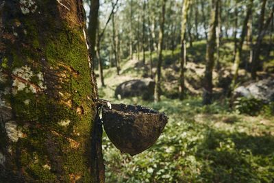 Close-up of leaf on tree trunk in forest