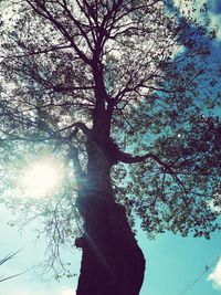 Low angle view of silhouette tree against sky