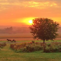 Scenic view of field against sky at sunset