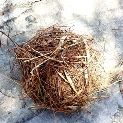 High angle view of dried plant on field