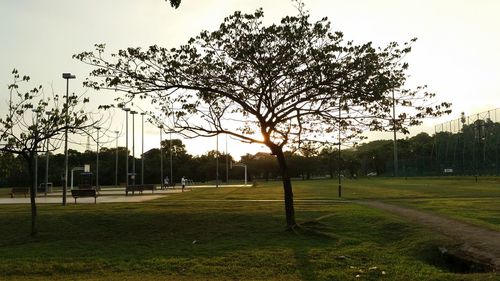 Trees on grassy field