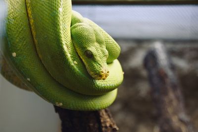 Close-up of snake on tree