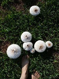High angle view of woman standing on field