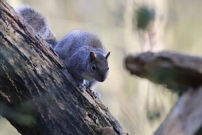 Close-up of a squirrel on tree trunk