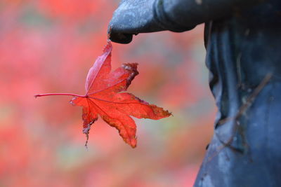 Close-up of red maple leaves against blurred background