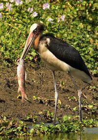 Bird perching on a lake
