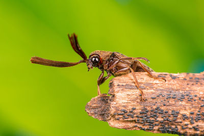 Close-up of insect